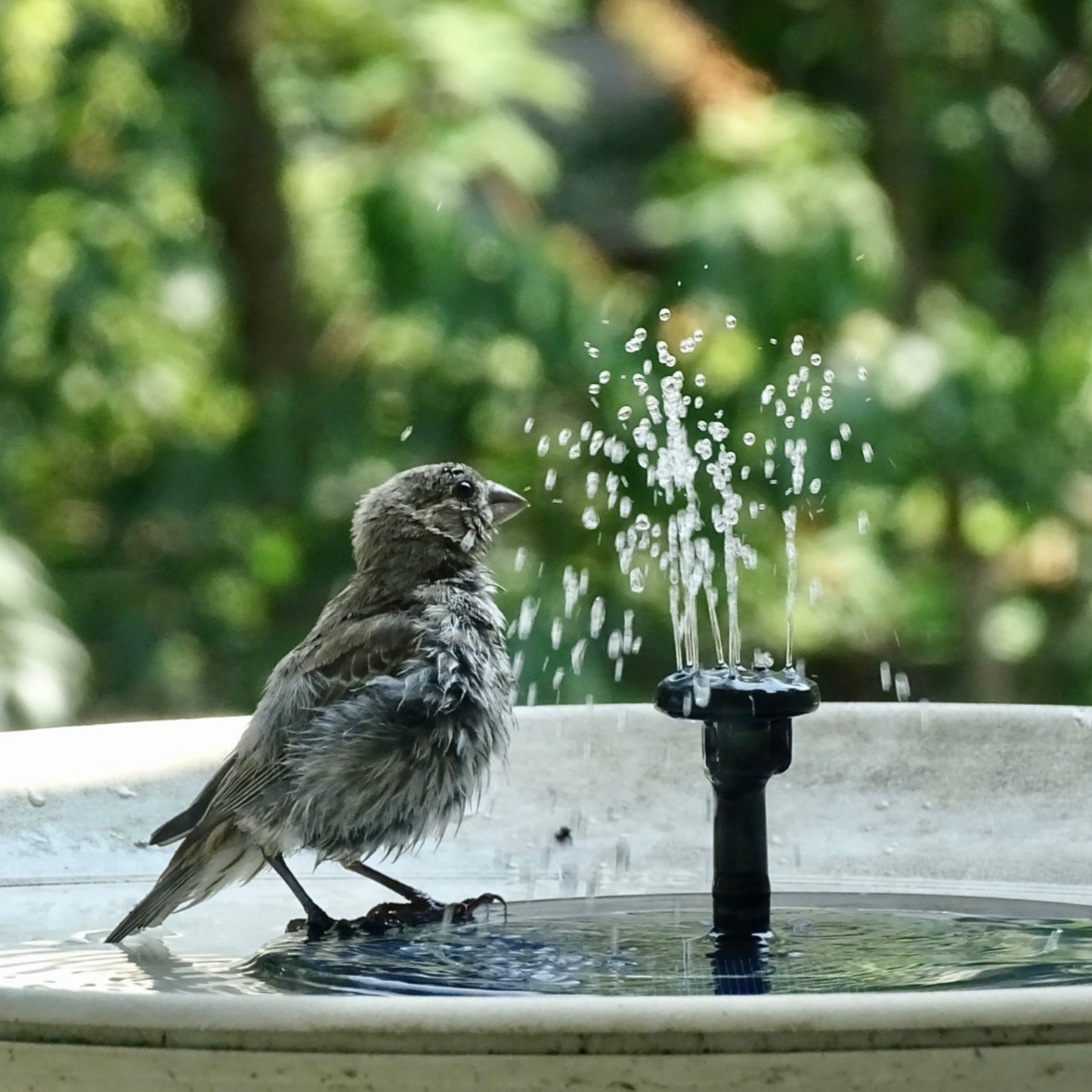 Solar Bird Bath Fountain